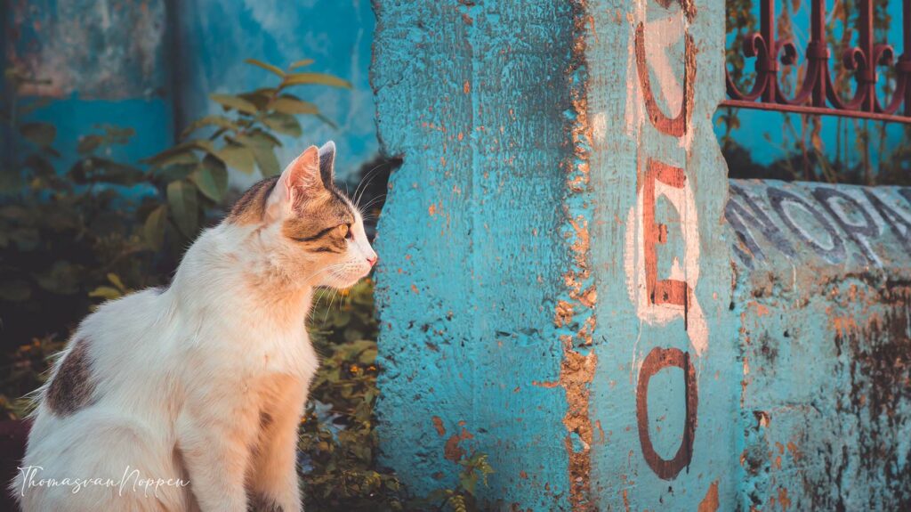 Cubaans katje havana