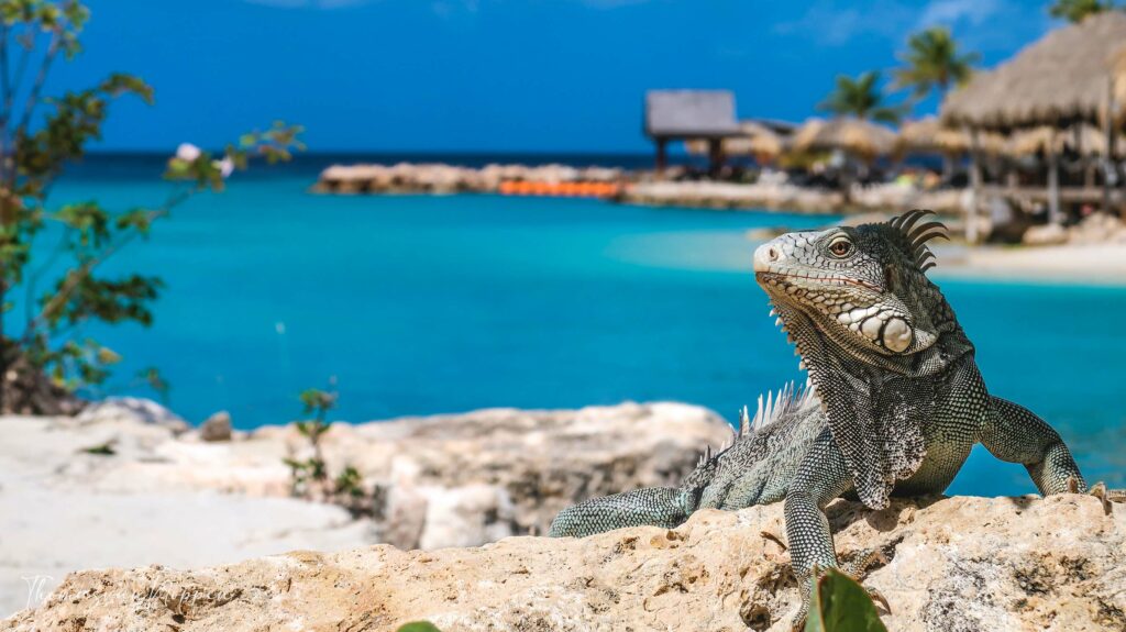 Curacao Iguana
