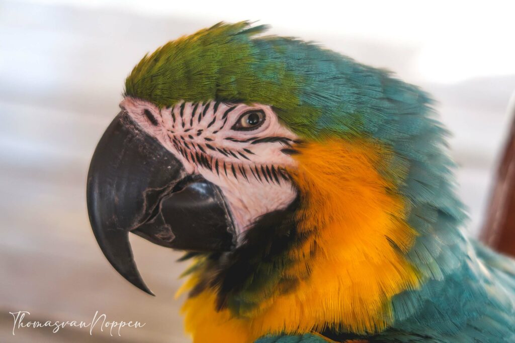 Lorro