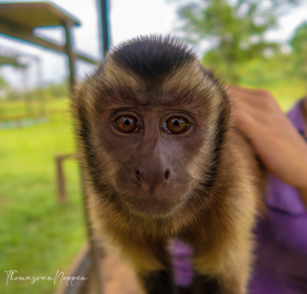 Macaco
