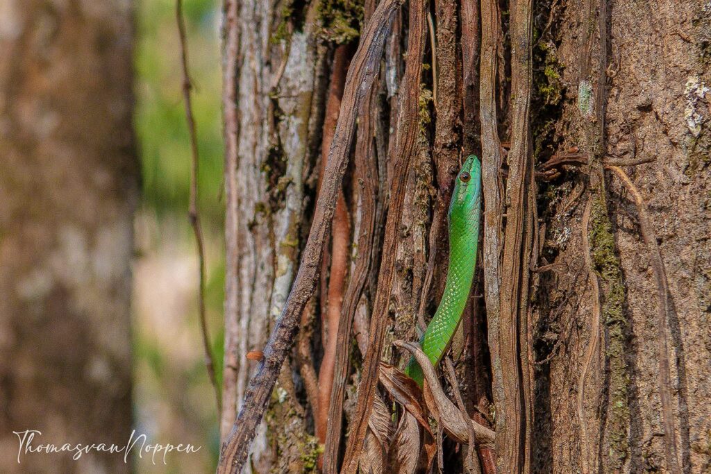 Snake_suriname