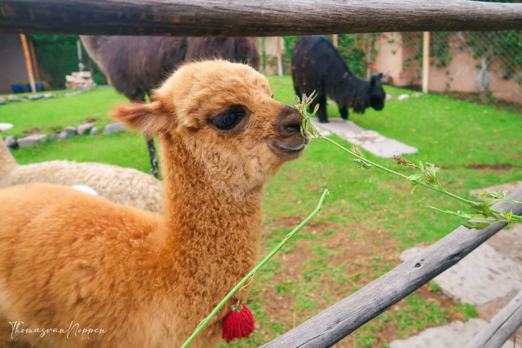 llama Peru